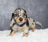 Daisy, a female Miniature Dachshund for sale in Independence, IA – 6 of 8