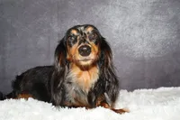 Skittles , a female Miniature Dachshund for sale in Independence, IA – 6 of 7