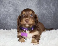 Ginger , a female Miniature Dachshund for sale in Independence, IA – 3 of 7