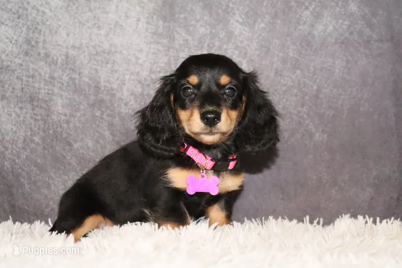 Skittles  – Miniature Dachshund puppy for sale in Independence, IA