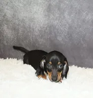 Rosie, a female Miniature Dachshund for sale in Independence, IA – 2 of 4