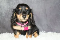Skittles , a female Miniature Dachshund for sale in Independence, IA – 5 of 7