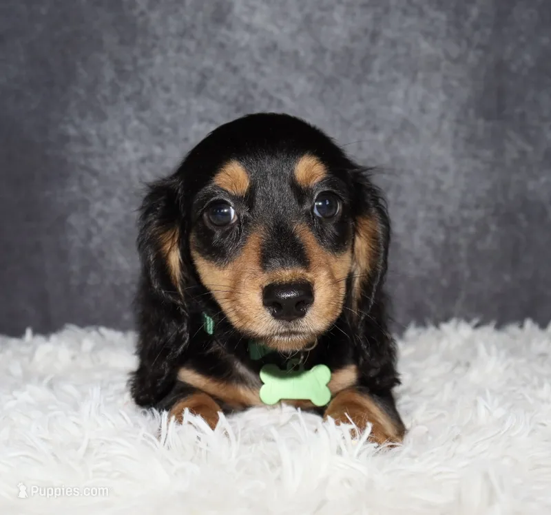 Bear – Miniature Dachshund puppy for sale in Independence, IA