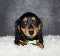 Bear, a male Miniature Dachshund for sale in Independence, IA – 1 of 5