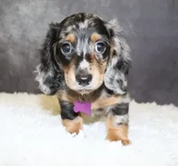 Milo, a male Miniature Dachshund for sale in Independence, IA – 2 of 5