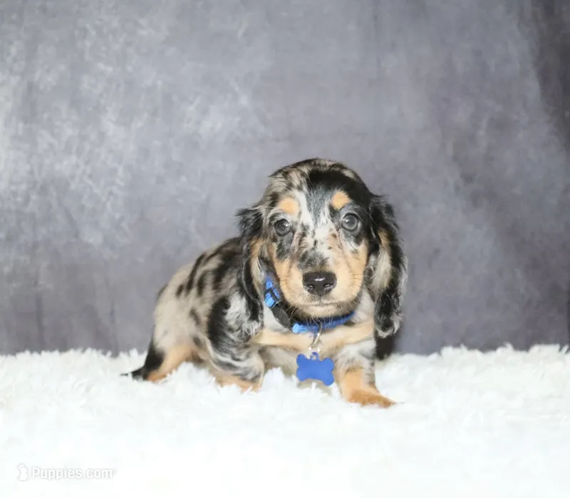 Milky way – Miniature Dachshund puppy for sale in Independence, IA
