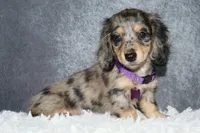 Clover , a female Miniature Dachshund for sale in Independence, IA – 6 of 10