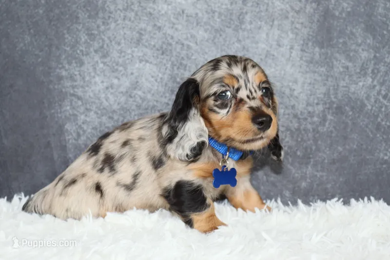 Daisy – Miniature Dachshund puppy for sale in Independence, IA