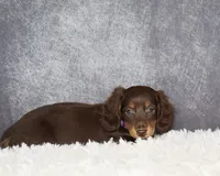 Purple collar, a female Miniature Dachshund for sale in Independence, IA – 5 of 8