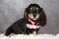 Skittles , a female Miniature Dachshund for sale in Independence, IA – 4 of 7