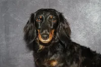 Pink collar , a female Miniature Dachshund for sale in Independence, IA – 6 of 8