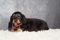 Jasmine , a female Miniature Dachshund for sale in Independence, IA – 2 of 8