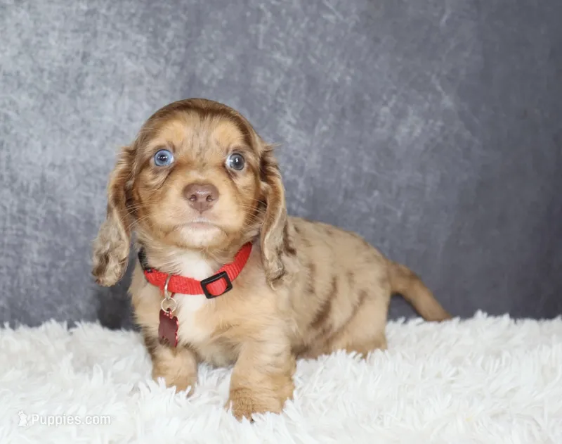 Arlo – Miniature Dachshund puppy for sale in Independence, IA