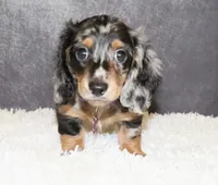 Milo, a male Miniature Dachshund for sale in Independence, IA – 3 of 5