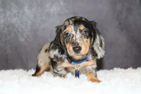 Milky way, a male Miniature Dachshund for sale in Independence, IA – 5 of 6