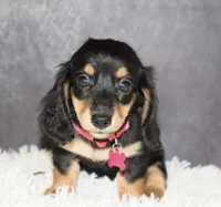 Skittles , a female Miniature Dachshund for sale in Independence, IA – 2 of 7