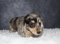 River , a male Miniature Dachshund for sale in Independence, IA – 7 of 9