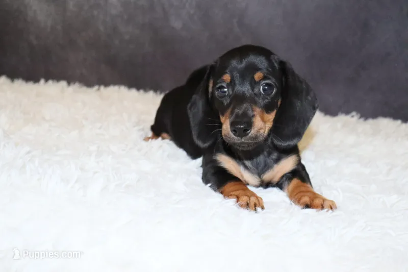 Rosie – Miniature Dachshund puppy for sale in Independence, IA