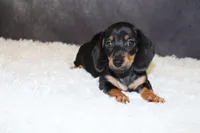 Rosie, a female Miniature Dachshund for sale in Independence, IA – 1 of 4