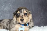 River , a male Miniature Dachshund for sale in Independence, IA – 1 of 9