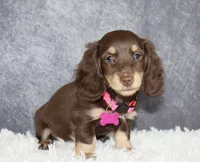 Pink collar , a female Miniature Dachshund for sale in Independence, IA – 4 of 8