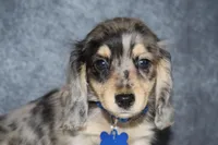 River , a male Miniature Dachshund for sale in Independence, IA – 2 of 9