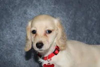 Aspen, a male Miniature Dachshund for sale in Independence, IA – 2 of 7