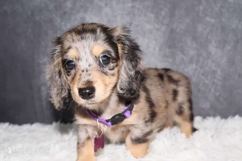 Clover  – Miniature Dachshund puppy for sale in Independence, IA