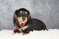 Red collar, a male Miniature Dachshund for sale in Independence, IA – 6 of 9