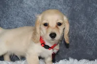 Aspen, a male Miniature Dachshund for sale in Independence, IA – 5 of 7