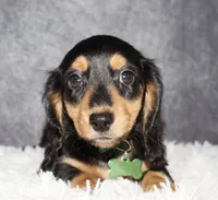 Bear, a male Miniature Dachshund for sale in Independence, IA – 2 of 5