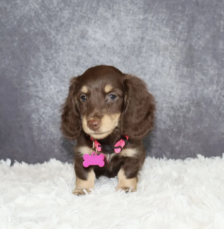 Pink collar  – Miniature Dachshund puppy for sale in Independence, IA
