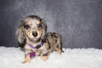 Clover , a female Miniature Dachshund for sale in Independence, IA – 5 of 10