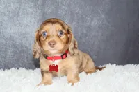 Arlo, a male Miniature Dachshund for sale in Independence, IA – 3 of 8