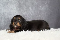 Jasmine , a female Miniature Dachshund for sale in Independence, IA – 3 of 8