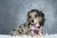 Clover , a female Miniature Dachshund for sale in Independence, IA – 2 of 10