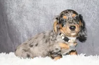 Snickers, a male Miniature Dachshund for sale in Independence, IA – 3 of 8