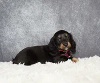 Jasmine , a female Miniature Dachshund for sale in Independence, IA – 5 of 8