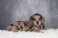 Clover , a female Miniature Dachshund for sale in Independence, IA – 3 of 10