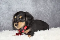 Red collar, a male Miniature Dachshund for sale in Independence, IA – 4 of 9