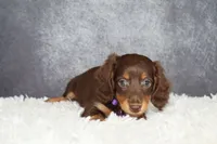 Purple collar, a female Miniature Dachshund for sale in Independence, IA – 6 of 8