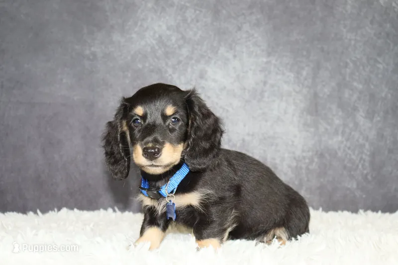 Blue collar – Miniature Dachshund puppy for sale in Independence, IA