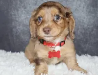 Arlo, a male Miniature Dachshund for sale in Independence, IA – 2 of 8