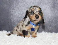 Daisy, a female Miniature Dachshund for sale in Independence, IA – 2 of 8