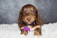 Ginger , a female Miniature Dachshund for sale in Independence, IA – 4 of 7