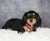 Red collar, a male Miniature Dachshund for sale in Independence, IA – 3 of 9