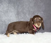 Pink collar , a female Miniature Dachshund for sale in Independence, IA – 2 of 8