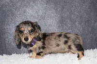 Clover , a female Miniature Dachshund for sale in Independence, IA – 8 of 10