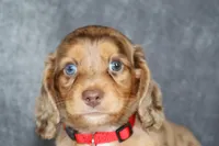 Arlo, a male Miniature Dachshund for sale in Independence, IA – 6 of 8