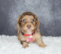 Arlo, a male Miniature Dachshund for sale in Independence, IA – 5 of 8